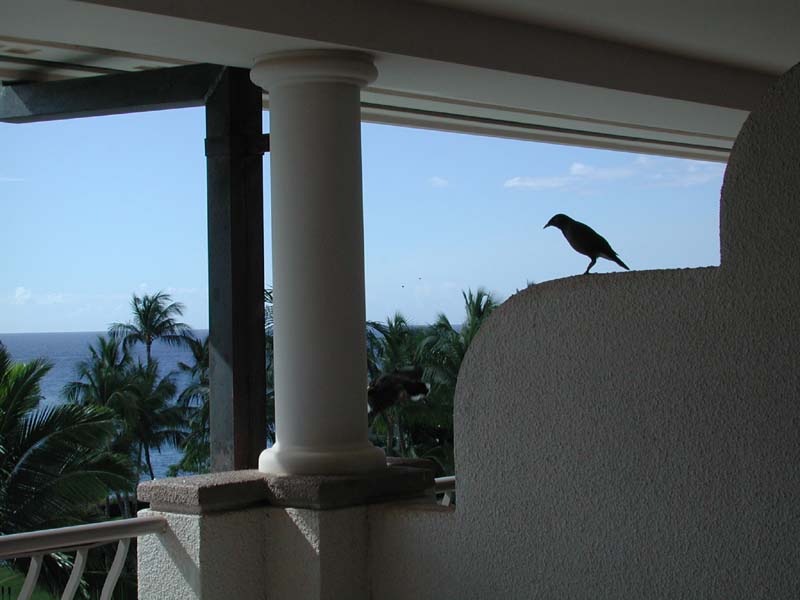 Bird on lanai.jpg 50.2K